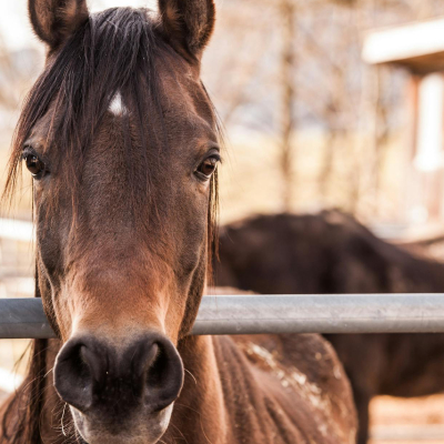 Frame de una vaca en el campo.