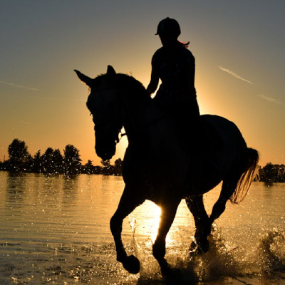 Vacas comiendo pasto.