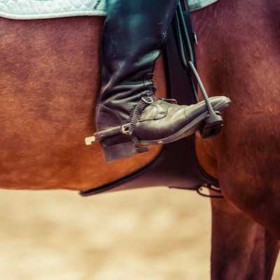 Vacas comiendo pasto.